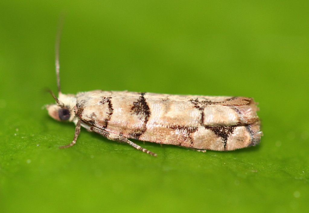 Tortricidae
